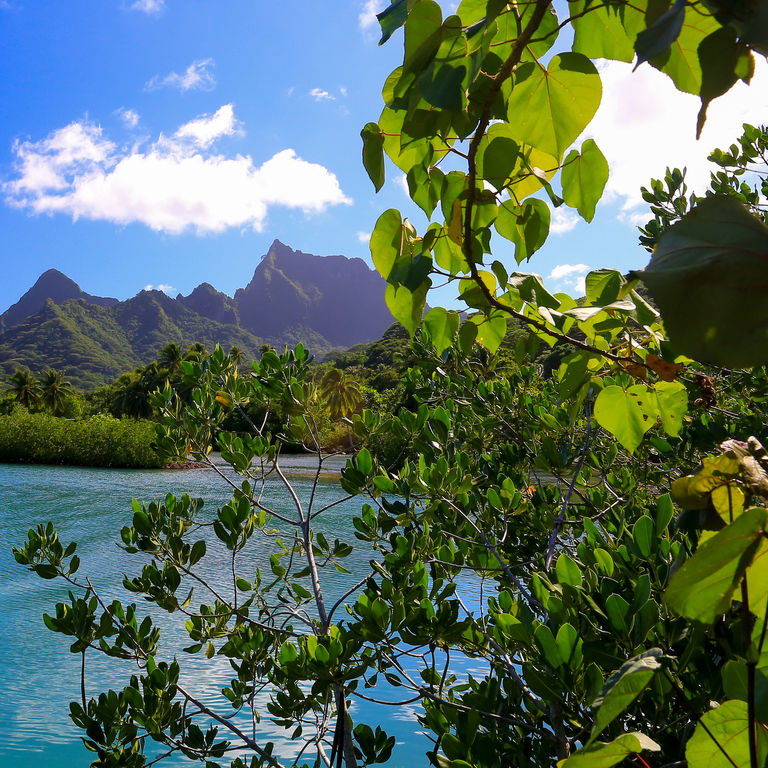 Carnival Cruise Line Oceania & South Pacific Cruises