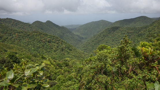Dominica