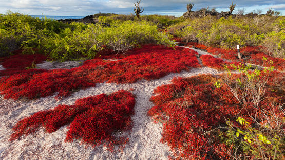 Floreana Island, Galapagos Islands, Ecuador