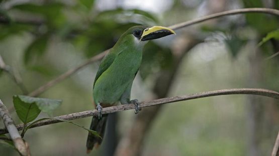 El Imposible National Park, El Salvador