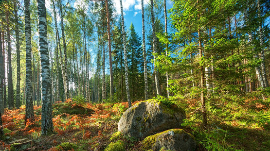 Voru, Estonia