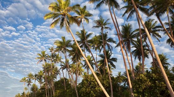 Vanua Levu Island, Fiji