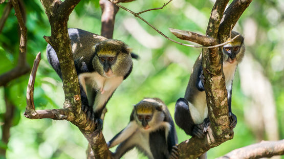 Boabeng-Fiema Monkey Sanctuary, Ghana
