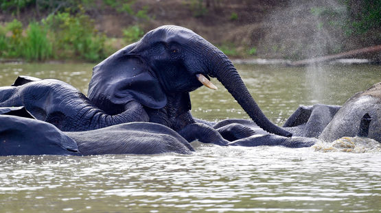Mole National Park, Ghana