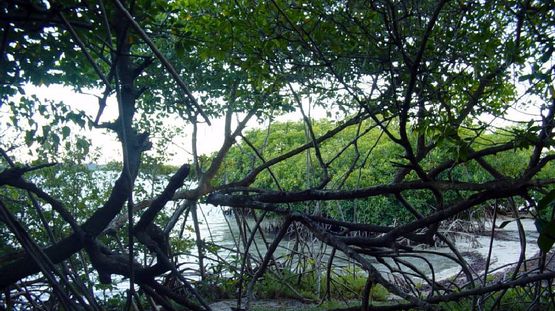 La Sagesse Nature Centre, Grenada