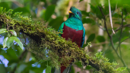 Biotopo del Quetzal, Guatemala