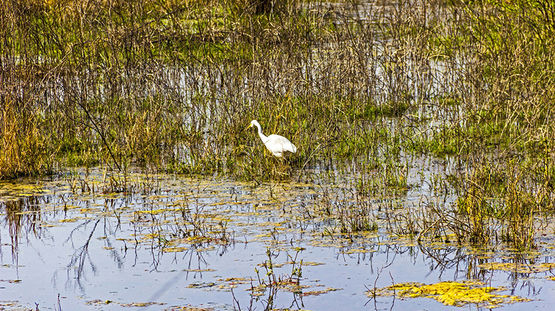 Bharatpur, India