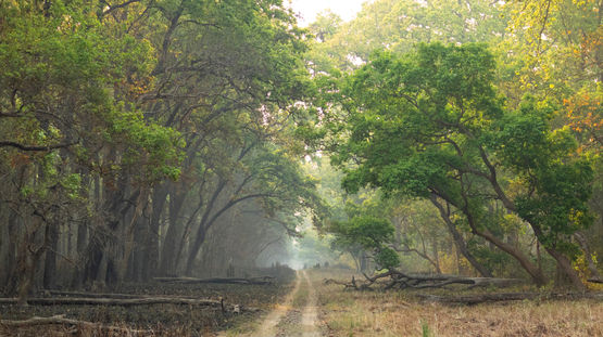 Dudhwa Natl Park, India
