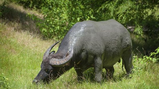 Baluran Natl Park, Indonesia
