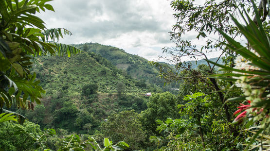 Blue Mountains, Jamaica