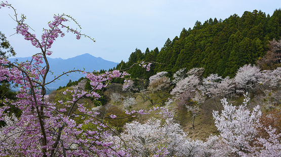 Yoshino, Japan
