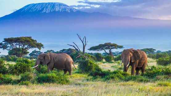 Amboseli National Park, Kenya