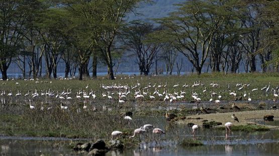 Lake Naivasha, Kenya