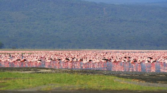 Lake Nakuru National Park, Kenya
