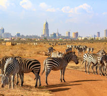 Nairobi Wildlife