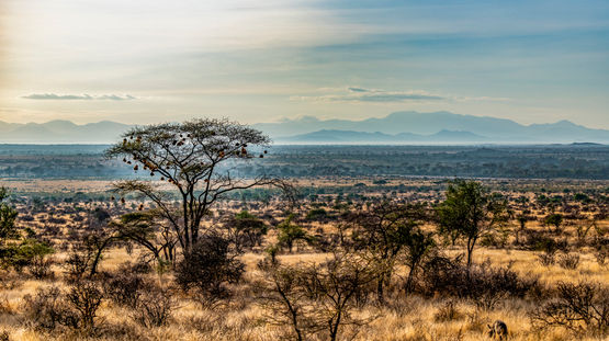 Samburu Game Reserve, Kenya