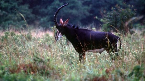 Shimba Hills National Game Reserve, Kenya