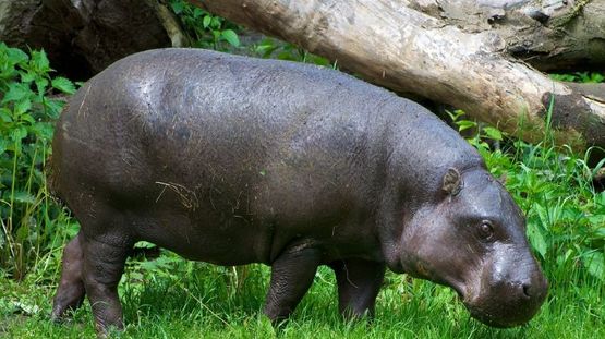 Sapo National Park, Liberia