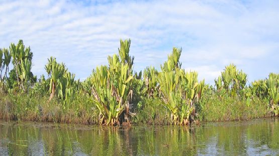 Canal Des Pangalanes, Madagascar