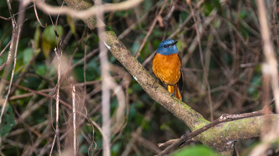 Montagne d'Ambre National Park, Madagascar