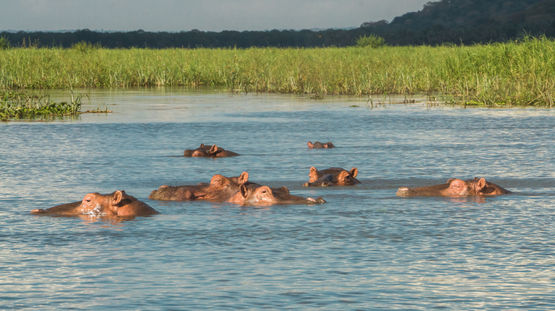 Liwonde National Park, Malawi