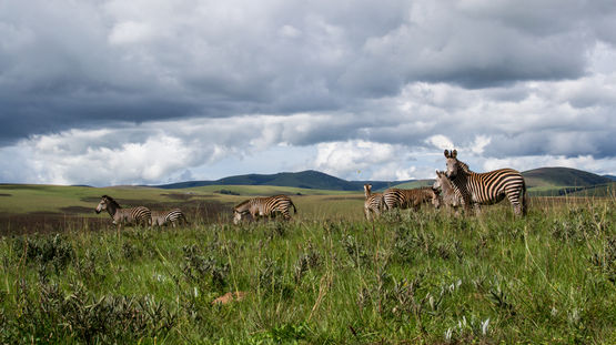 Nyika National Park, Malawi