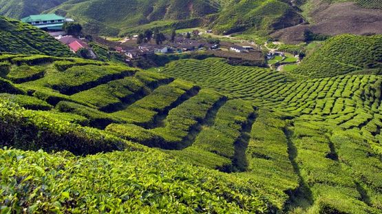 Cameron Highlands, Malaysia