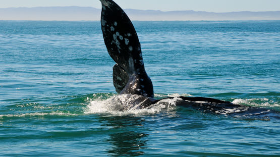 Guerrero Negro, Baja California Sur, Mexico