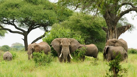 Maputo Elephant Reserve, Mozambique