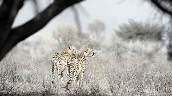Kgalagadi Transfrontier Park, Namibia