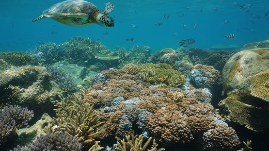 Ile Ouen, New Caledonia