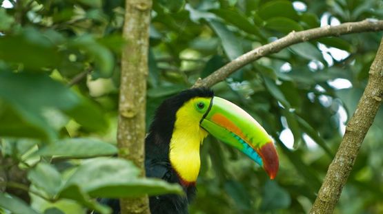 Soberania National Park, Panama