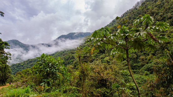 Manu National Park, Peru