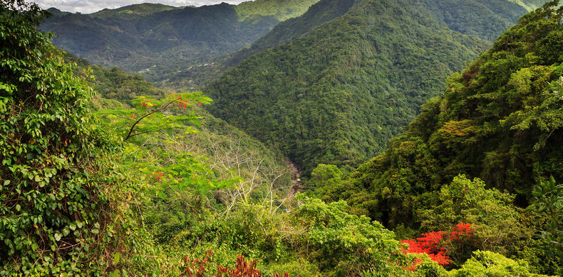 Forests in central Puerto Rico