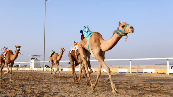 Al Shahhainiya, Qatar