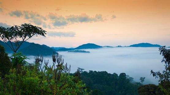 Nyungwe Forest, Rwanda