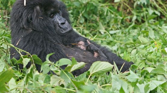 Volcanoes National Park, Rwanda