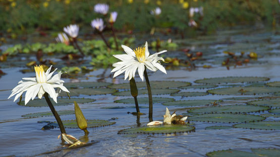 Djoudj National Park, Senegal