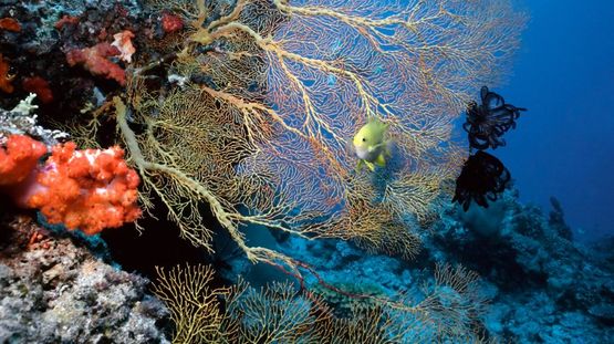 Solomon Islands