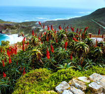 Cape Town Scenery