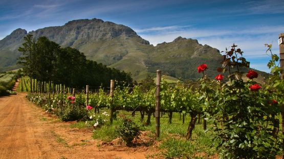 Cape Winelands, South Africa
