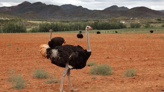Oudtshoorn, South Africa