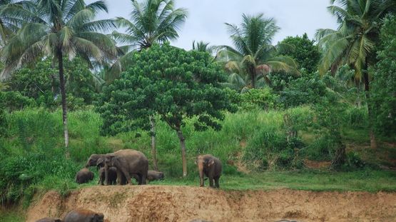 Sri Lanka