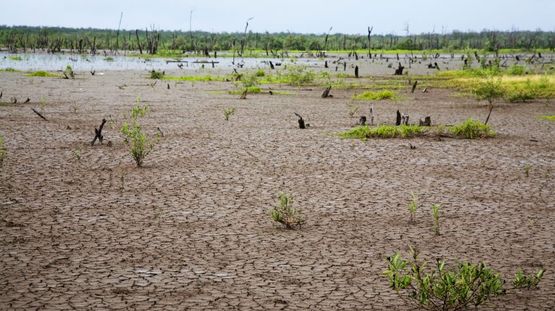 Wia Wia Reserve, Suriname