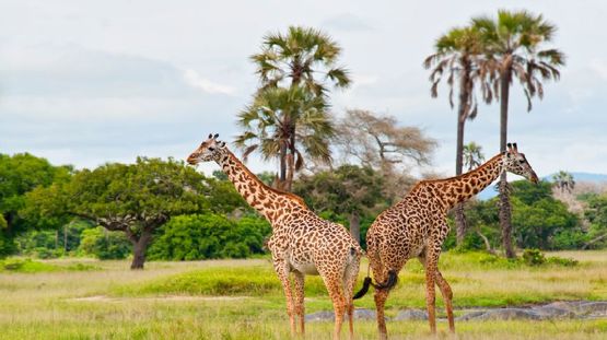 Katavi National Park, Tanzania