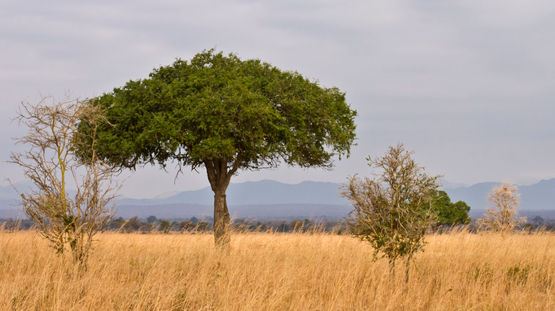 Mikumi National Park, Tanzania