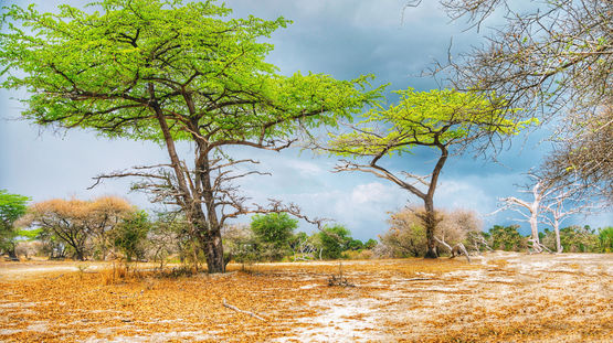 Selous Game Reserve, Tanzania