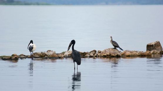 Lake Victoria, Uganda