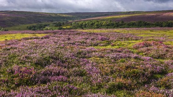 North York Moors Natl Pk, England