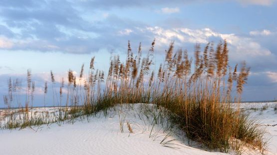Bay Area and the Eastern Shore, Alabama